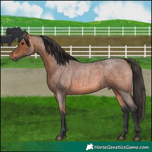 Horse Color:Bay Roan 