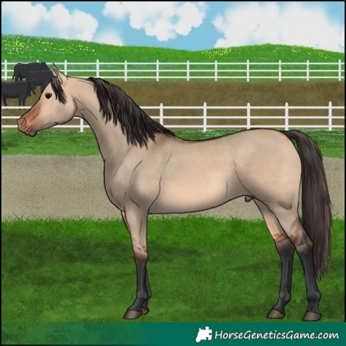 Horse Color:Bay Dun Rabicano 