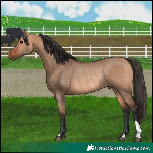 Horse Color:Bay Dun Rabicano 