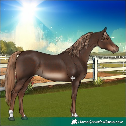 Horse Color:Liver Chestnut 