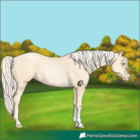 Horse Color:Palomino Pearl Sabino