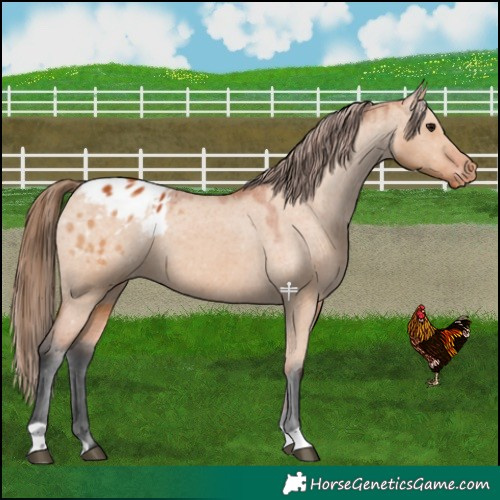 Horse Color:Bay Dun Blanket