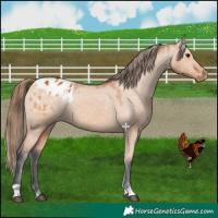 Horse Color:Bay Dun Appaloosa 