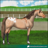 Horse Color:Bay Dun Appaloosa 