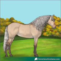 Horse Color:Silver Bay Dun 