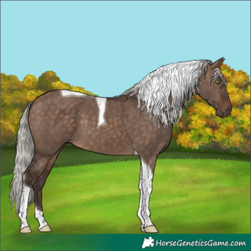 Horse Color:Silver Brown Dun Tobiano 