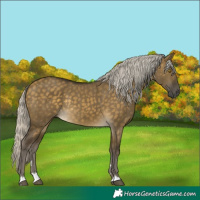Horse Color:Silver Buckskin Dun Rabicano 