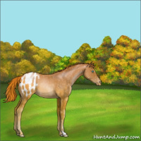 Horse Color:Buckskin Pearl Blanket Rabicano 