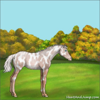 Horse Color:Chocolate Silver Sable Cream Champagne Pearl Appaloosa 