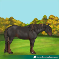 Horse Color:Liver Chestnut  and Liver Chestnut 