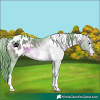 Horse Color:Watercolor White Spotted Brown Appaloosa