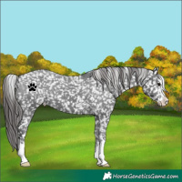 Horse Color:Black Appaloosa 
