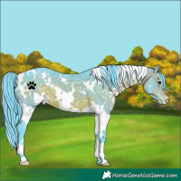 Horse Color:Watercolor White Spotted Brown Snowflake Varnish