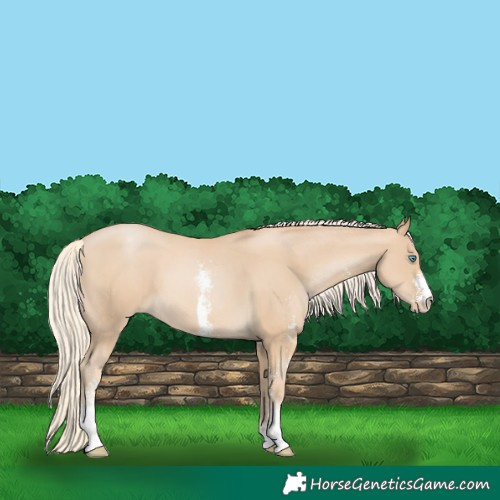 Horse Color:Palomino Pearl Sabino 