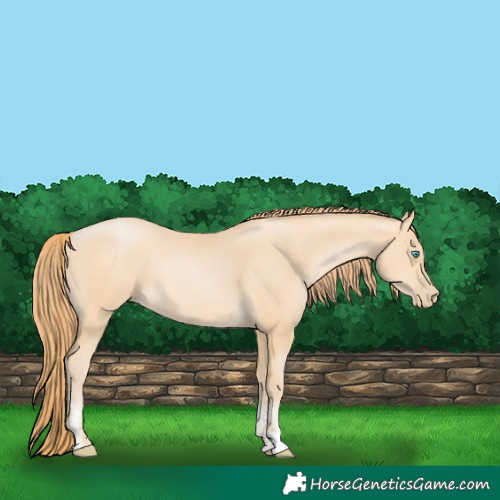 Horse Color:Buckskin Pearl Sabino 