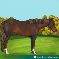 Horse Color:Liver Chestnut