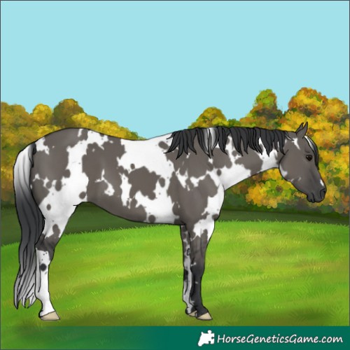Horse Color:White Spotted Grullo