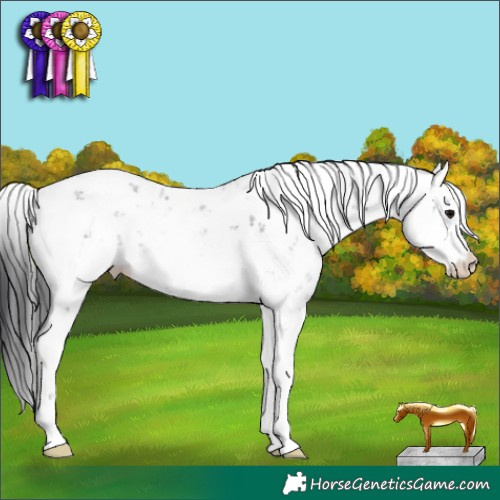 Horse Color:Black Sabino 