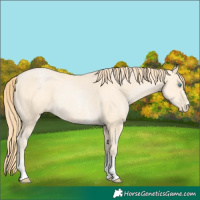 Horse Color:Buckskin Pearl Sabino 