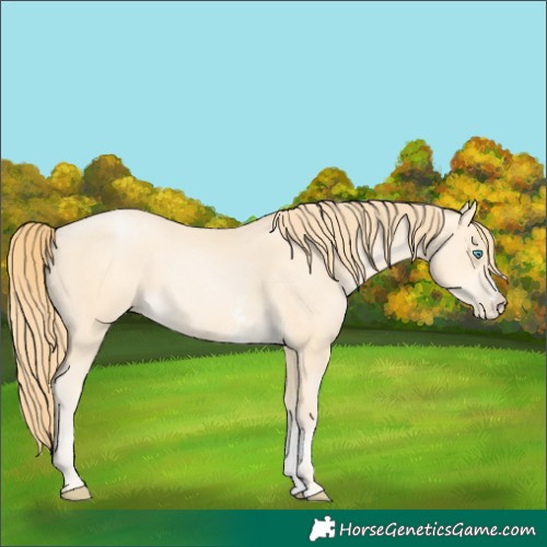 Horse Color:Buckskin Pearl Sabino