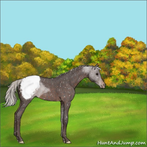 Horse Color:Silver Brown Roan Snowflake Varnish