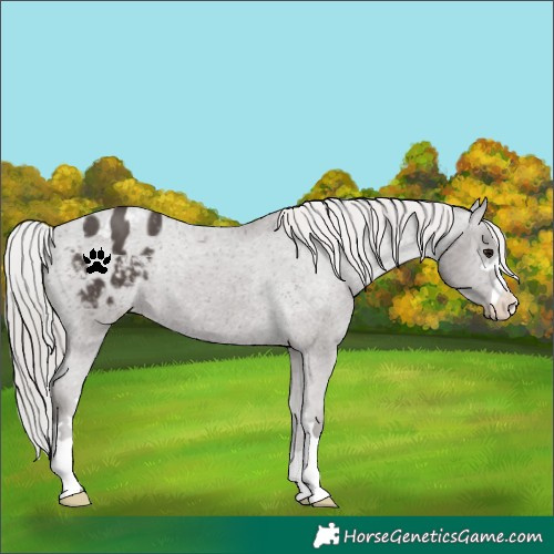 Horse Color:Silver Black Appaloosa 