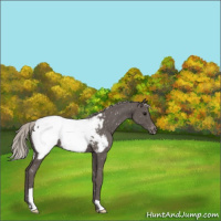 Horse Color:Silver Black Near Fewspot 