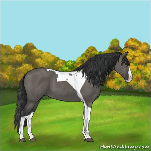 Horse Color:Grullo Splash Tobiano 
