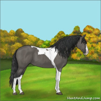 Horse Color:Grullo Splash Tobiano 
