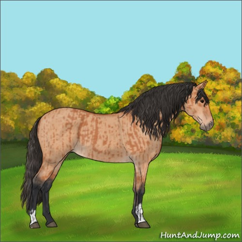 Horse Color:Bay  and Bay Dun 