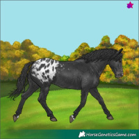 Horse Color:Black Appaloosa 