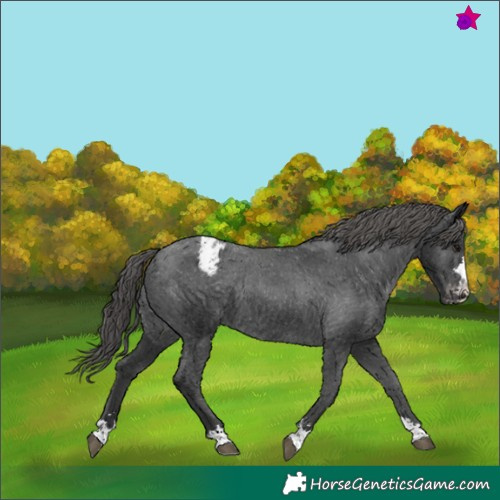 Horse Color:Black Appaloosa Rabicano 