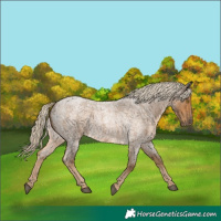 Horse Color:Chocolate Palomino Roan 