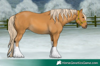 Horse Color:Palomino Tobiano