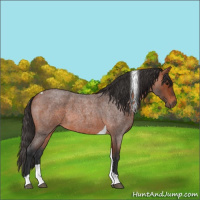 Horse Color:Bay Roan Tobiano 