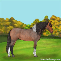 Horse Color:Bay Roan Tobiano 