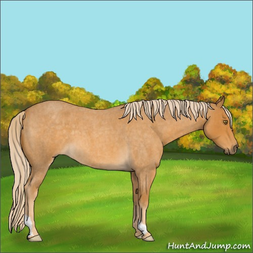 Horse Color:Palomino Roan 