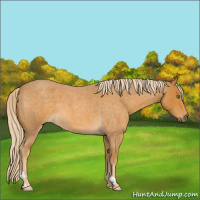 Horse Color:Palomino Roan