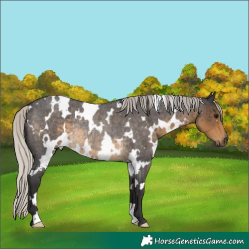 Horse Color:White Spotted Silver Smoky Blue Roan Rabicano