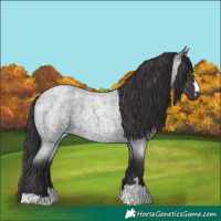 Horse Color:Smoky Blue Roan 