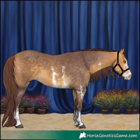 Horse Color:Chocolate Buckskin Sabino 