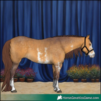 Horse Color:Chocolate Buckskin Sabino 