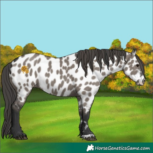 Horse Color:Grullo Appaloosa 