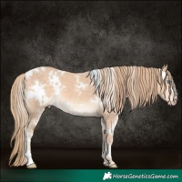 Horse Color:White Spotted Chocolate Perlino 