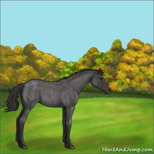 Horse Color:Smoky Blue Roan 