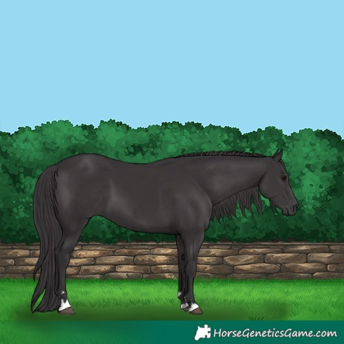 Horse Color:Smoky Black 