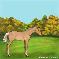 Horse Color:Palomino Roan 