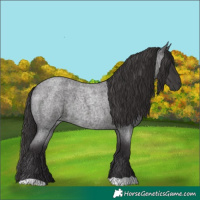 Horse Color:Smoky Blue Roan 
