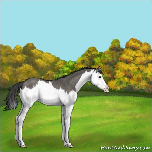 Horse Color:Grullo Sabino Splash Rabicano