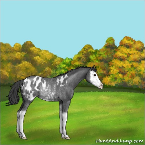 Horse Color:Blue Roan Splash Appaloosa Rabicano